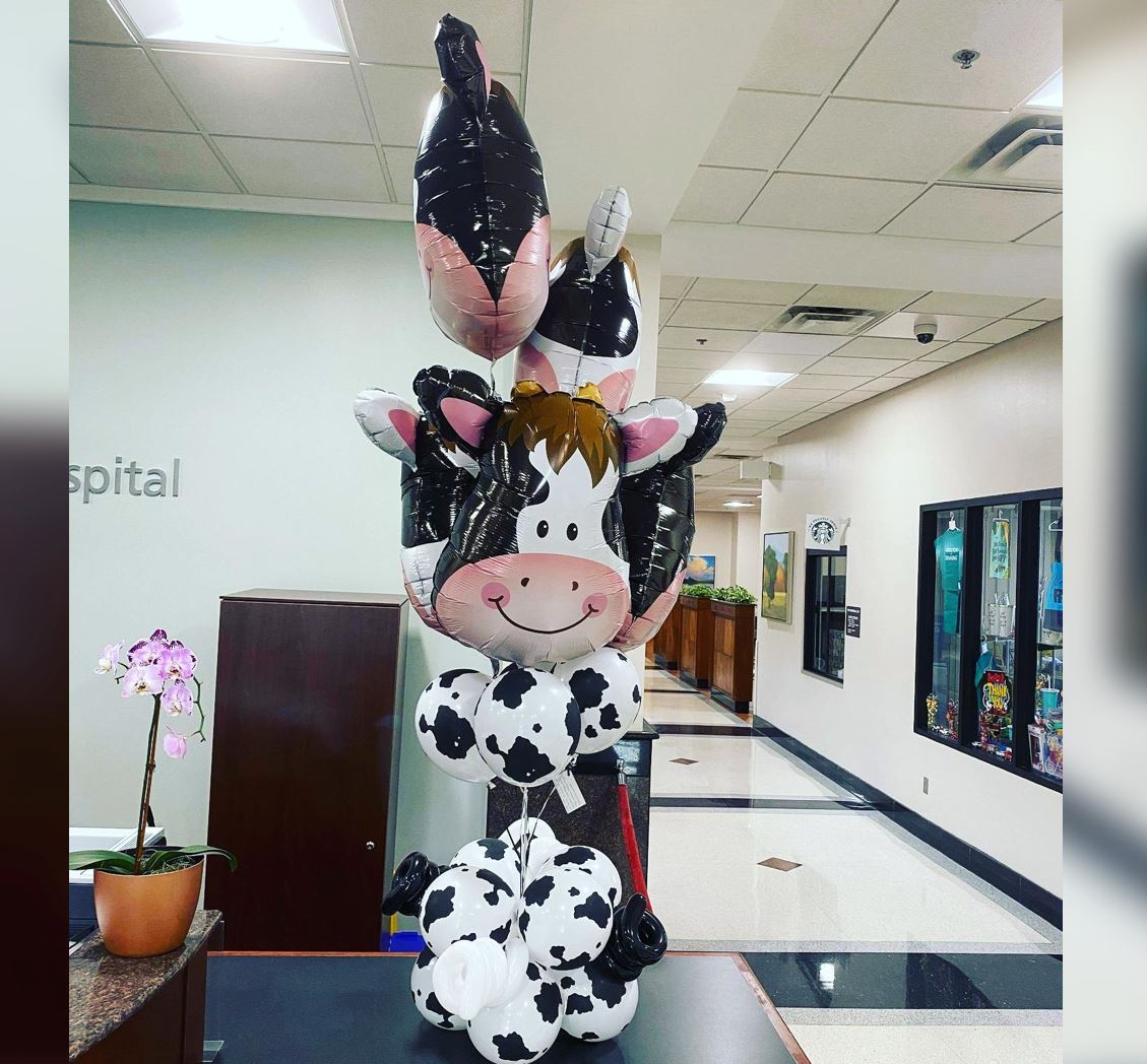 Holstein Cow Head Balloon Bunch